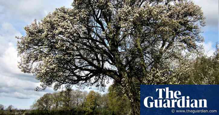 Tree of the week: the beloved 250-year-old wild pear being cut down for HS2