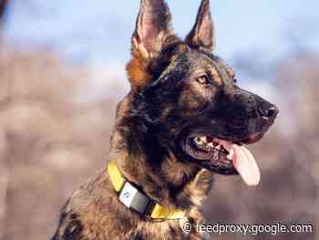 Last chance to save 34% when you protect your pup from getting lost with a Fi tracking collar     - CNET