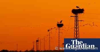 Bird photographer of the year 2020 – in pictures