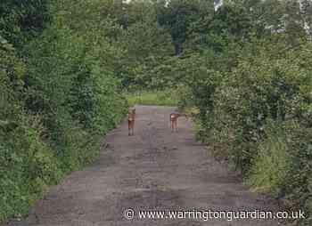 Pair of deer spotted out in the open in Moore - Warrington Guardian