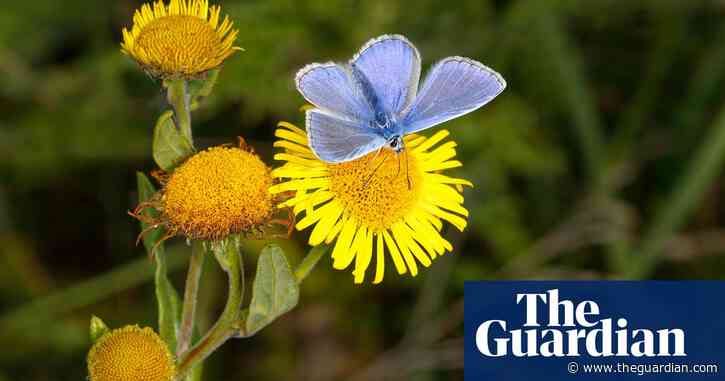 Country diary: the ravishing dishevelment of tall herbs