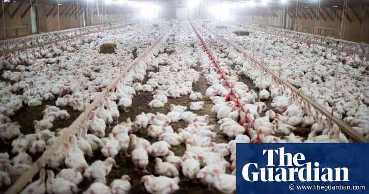 US chickens 'literally sitting in each other's waste' says RSPCA