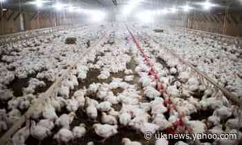 US chickens 'literally sitting in each other's waste' says RSPCA