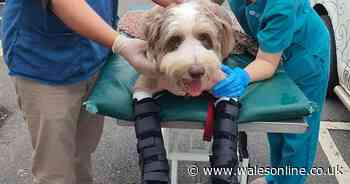 Injured dog whose owners faced vet bill of £30,000 has seven-hour operation
