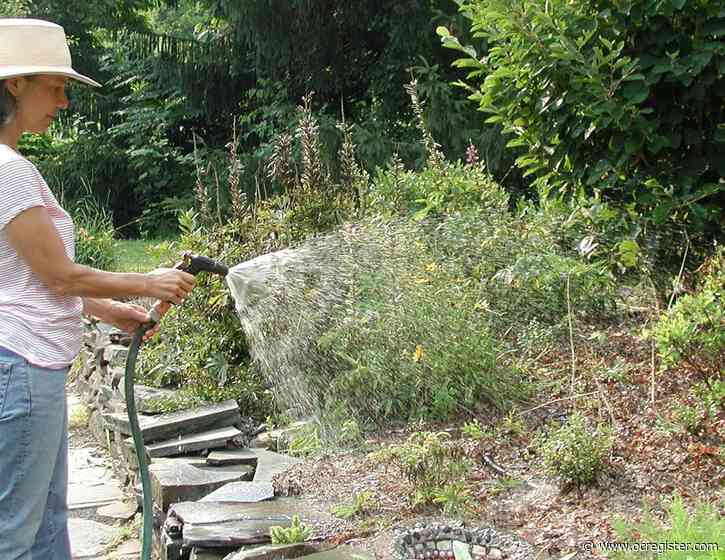 Here’s the watering advice you need for the garden in August