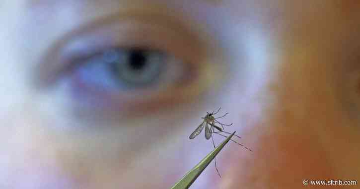 West Nile Virus found in Riverton mosquitoes