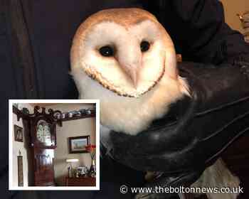 Barn owl rescued in Bolton after getting stuck behind a grandfather clock