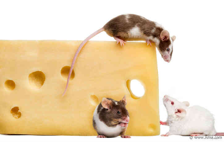 Record shop imagined for mice installed in Sweden