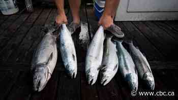 First Nations say salmon allocation decision shows systemic racism at DFO