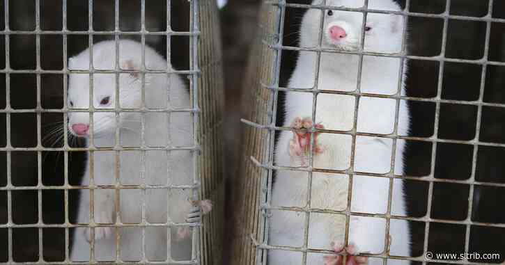 Utah mink test positive for the virus that causes COVID-19 in humans