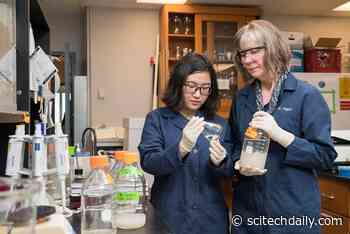 Using Genetics to Battle Harmful Algae Blooms