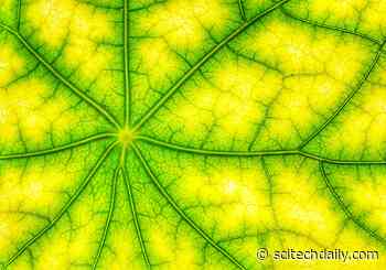 Machinery of Photosynthesis Supercharges Solar Energy to Hydrogen Fuel Conversion