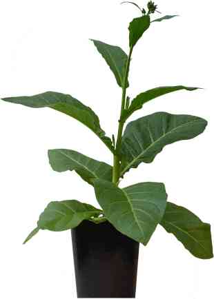 Photosynthesis Hacks Boost Yield and Conserve Water