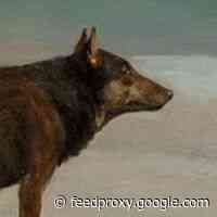 Through Fiction, Humans Can Become Animals