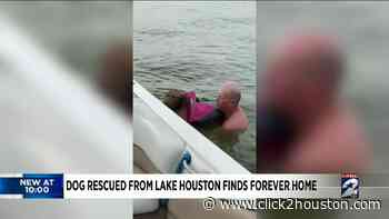 Humble family saves dog paddling alone in Lake Houston in dramatic rescue caught on camera - KPRC Click2Houston