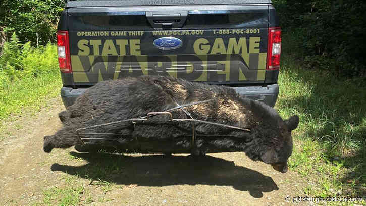 Pa. Game Commission Seeking Information Related To Killing Of Black Bear