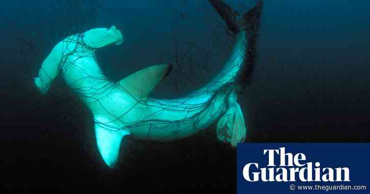 'Walls of death': surge in illegal drift nets threatens endangered species