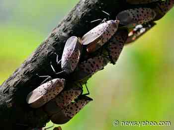 Some New Jersey and Pennsylvania counties are under a new kind of quarantine now that large bugs native to China and South Korea have infested the region