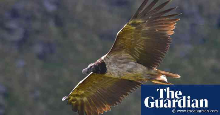 Country diary: an awesome predator appears over the Peak District