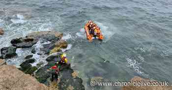 Rescue mission launched after dog falls off cliff