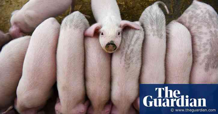 Animals farmed: China's pig demands, Brexit lamb cull fears and KFC praised
