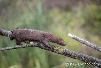 Mink at two Utah farms test positive for COVID-19
