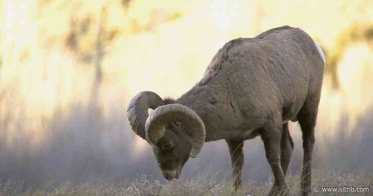 Jennifer Molidor and Erik Molvar: Magical cows and the colonization of Western public lands