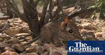 Tiny elephant shrew species, missing for 50 years, rediscovered