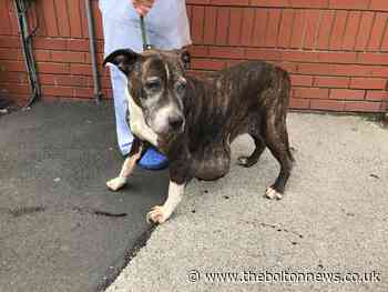 Staffie dog found bleeding in 'shocking state' wandering Bolton street