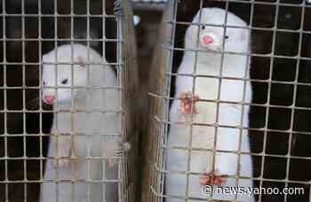 COVID-19 kills ‘unusually large number’ of mink in Utah, USDA officials say