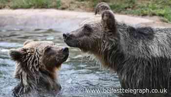Two rescued brown bear cubs arrive at new home in Kent
