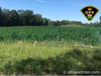 More than 7,000 pot plants seized, 13 arrested by OPP in Stone Mills Township