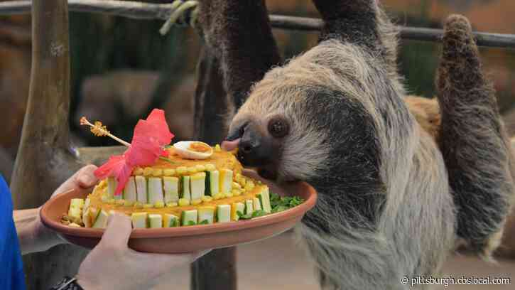 National Aviary’s Two-Toed Sloth Celebrates 3rd Birthday With Adorable Socially-Distant Party
