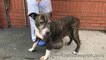 RSPCA appeal after dumped dog found in ‘shocking’ condition with tumour