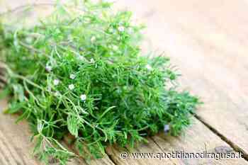 Santoreggia, erba dalle mille proprietà: abbassa anche colesterolo - Quotidianodiragusa.it