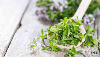 Santoreggia, l’erba speciale che aiuta a controllare il colesterolo - DiLei Benessere