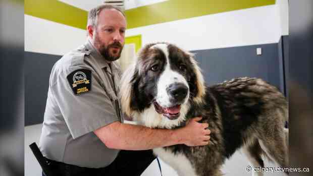 City of Calgary seeks public input on responsible pet ownership bylaw amendments