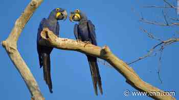 Fires destroy home of one of the world's rarest birds