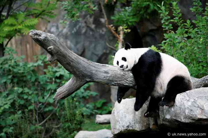 'A good day': Giant panda's pregnancy brings cheer to U.S. National Zoo