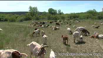 The goats are back to work at Police Point Park - Lethbridge News Now