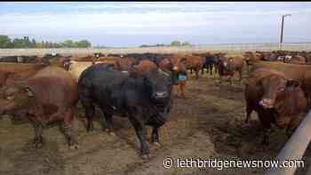 It's never too early to think about feed testing - Lethbridge News Now