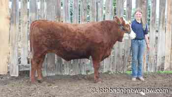 Southern Alberta girl donates 4H steer to Lethbridge Soup Kitchen - Lethbridge News Now