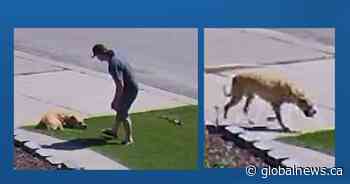 West Edmonton residents witness man punching dog; police need help identifying him