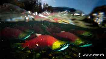 B.C. Indigenous leaders call for emergency closure of Fraser River fishery, saying stocks have collapsed