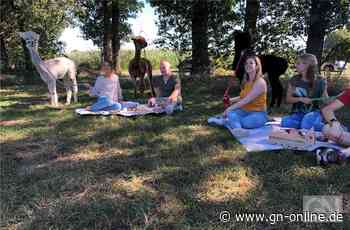Touristinfo Gronau: Mit Alpakas durch die Natur wandern - Grafschafter Nachrichten