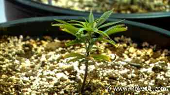 Council members move forward with medical marijuana plans – WBKB 11 - WBKB-TV