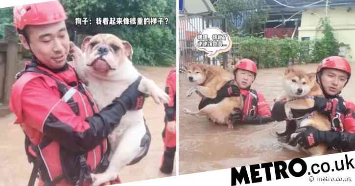 Dogs happy after being rescued from floods in wheelie bins and dinghies