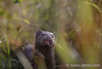 Agency: First US virus cases in mink found at 2 Utah farms