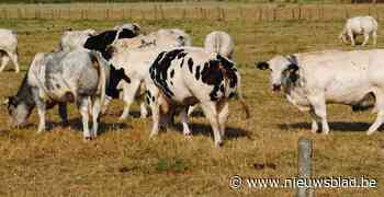 Bram Delvaux op zomerstage bij veeboer Raf Jonckers