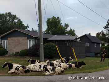 Until the cows come home — OPP corrals bovine runaways in Russell